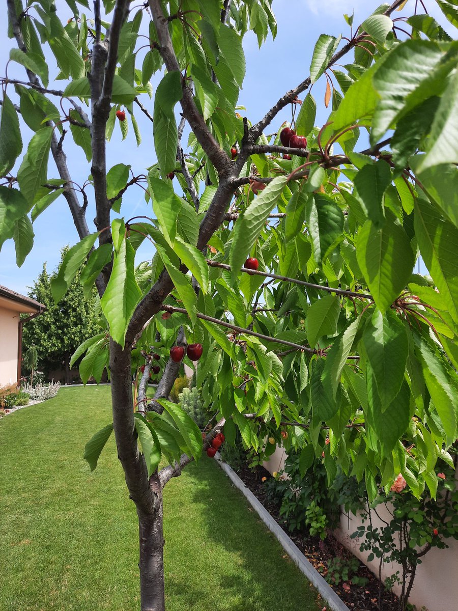 daherne's tweet photo. 🍒 are my favourite fruit....waited 2 years for this tree to offer it up https://t.co/6sWpdBdlY8