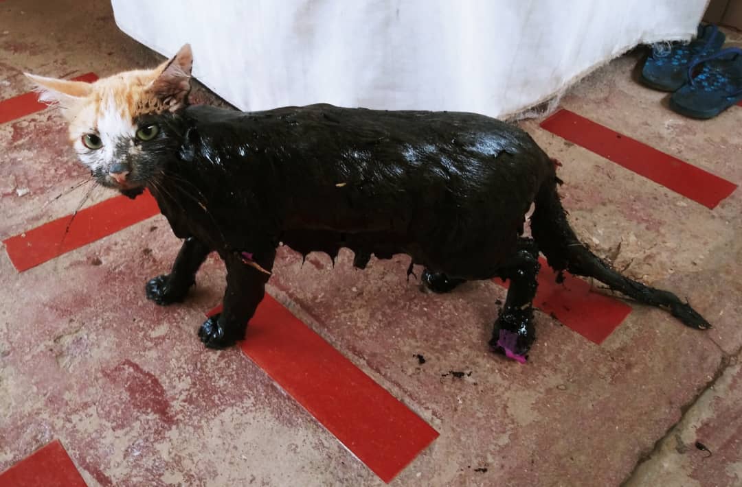 Amamos profundamente a los animales 🐱❤🇻🇪 tweet media