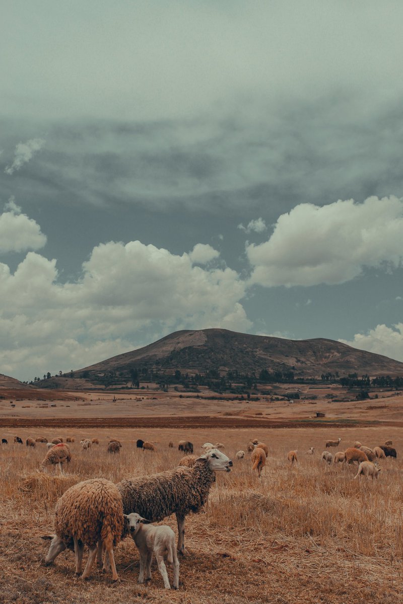 Antroplogoenru1's tweet photo. La hermosa Comunidad de Maras en Cusco , puedes encontrar estos bellos retratos del paisaje andino. #Cusco #Travel #Turismo #Peru #hacerfotos #canonperu #turismocusco #ViajANDO #Repost #photo #travelphotography #turismoperu #FotoDelDia https://t.co/sYgTY2cgYo