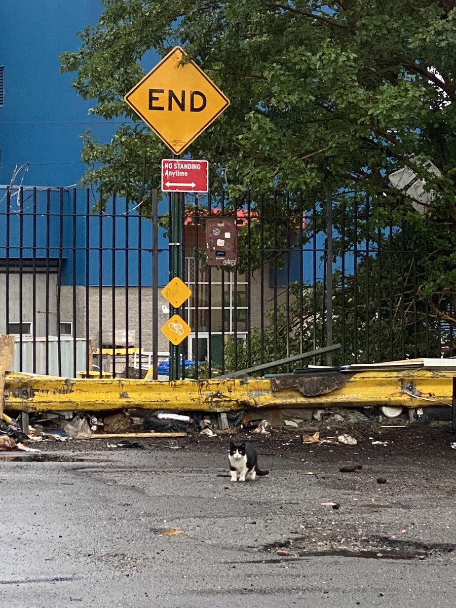 kittyamericana's tweet photo. this week's #runcats (so far) https://t.co/NlBQjHxhLK