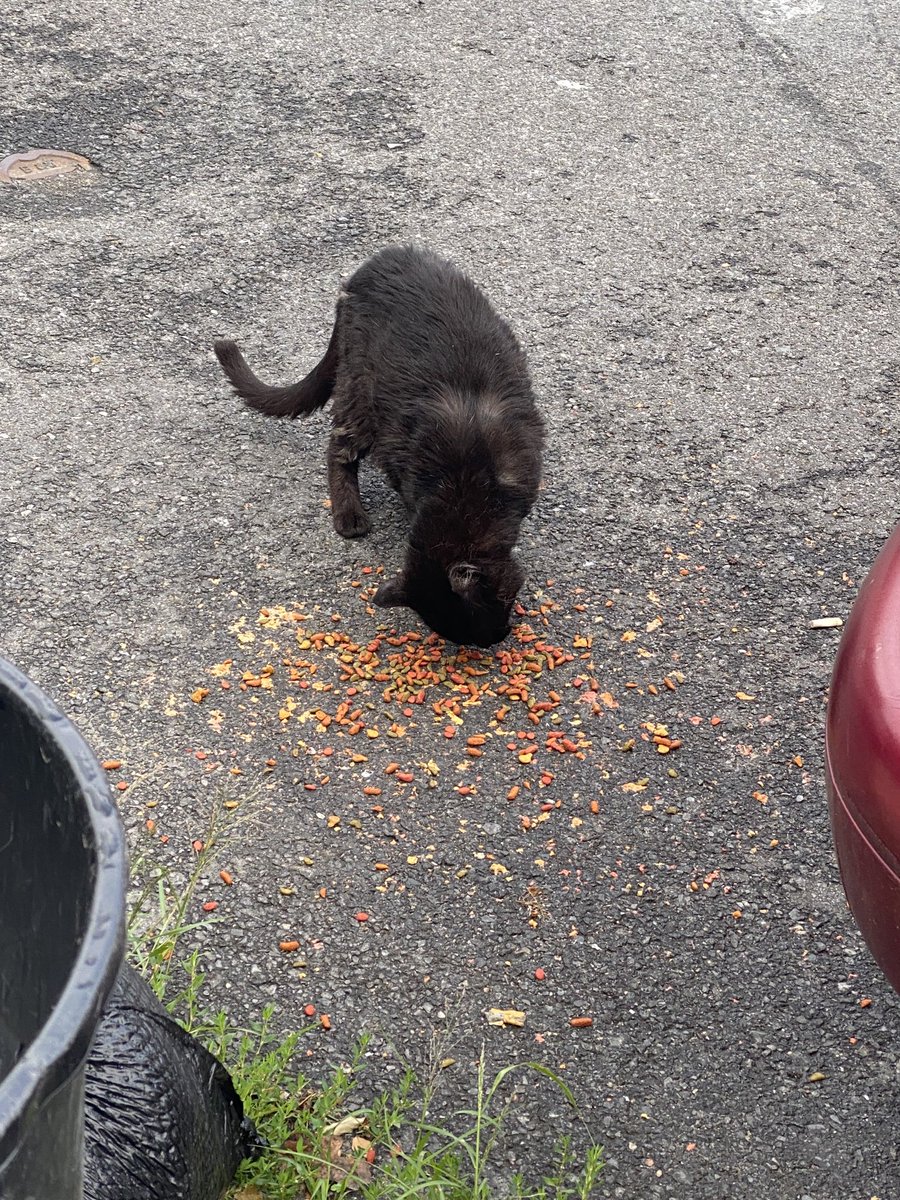 kittyamericana's tweet photo. this week's #runcats (so far) https://t.co/NlBQjHxhLK