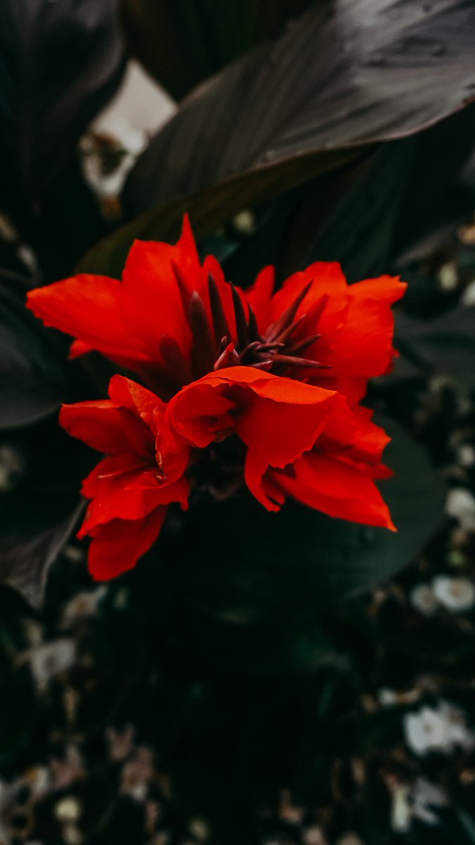 leshae_smith's tweet image. It’s all in the details. 
#NaturePhotography 
#hellosummertime