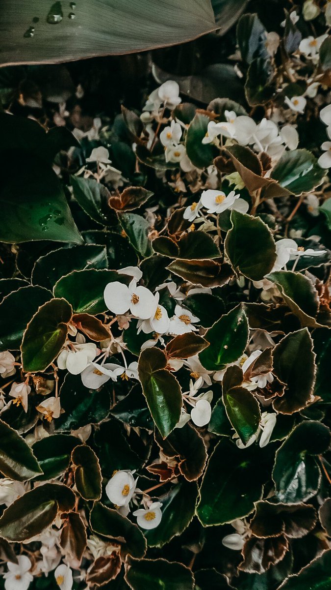 leshae_smith's tweet image. It’s all in the details. 
#NaturePhotography 
#hellosummertime