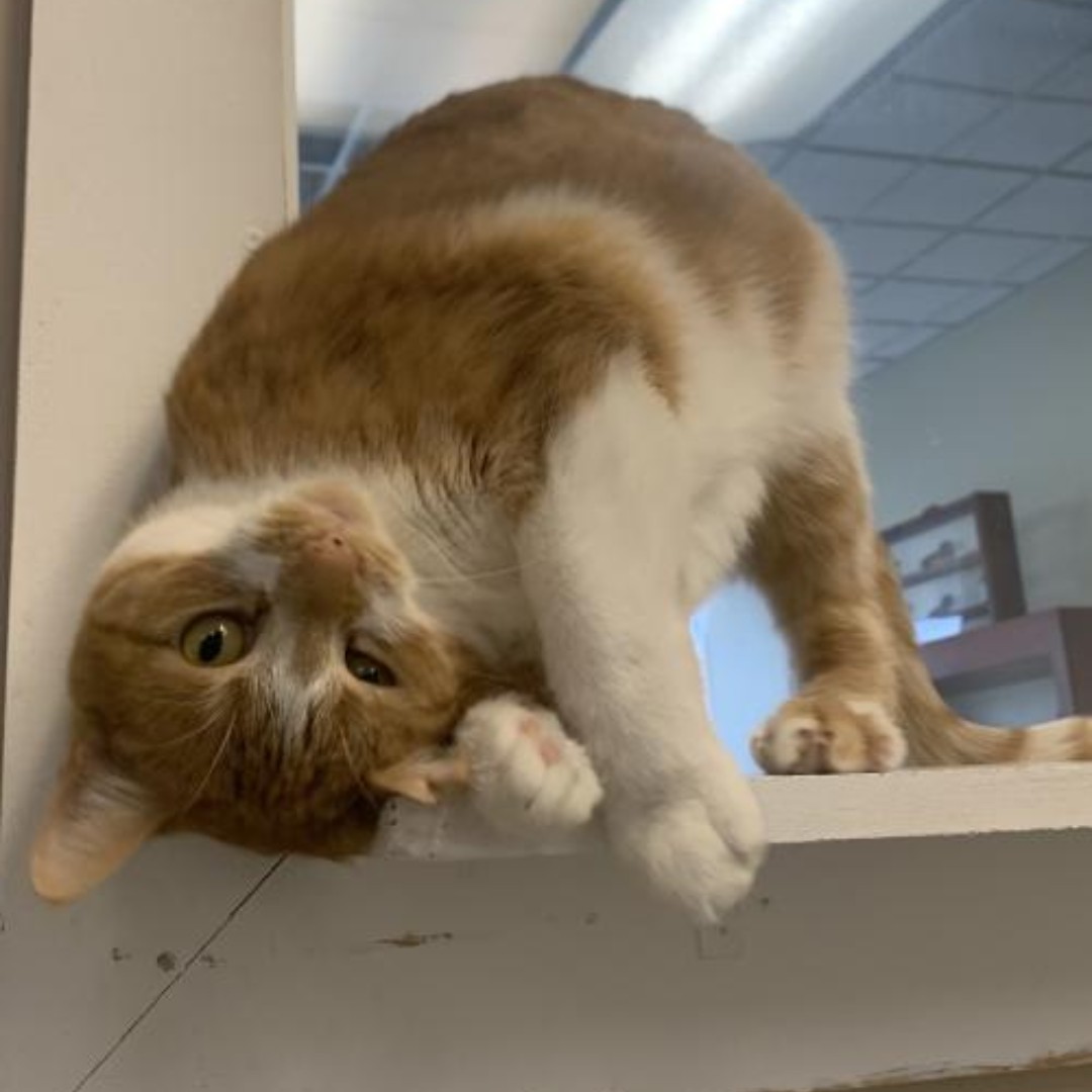 That doesn't look comfortable, but whatever floats your boat, Leia!

This cute contortionist is available for adoption at sc4paws.org
.
.
.
#adoptacat #adoptlove #georgetownky