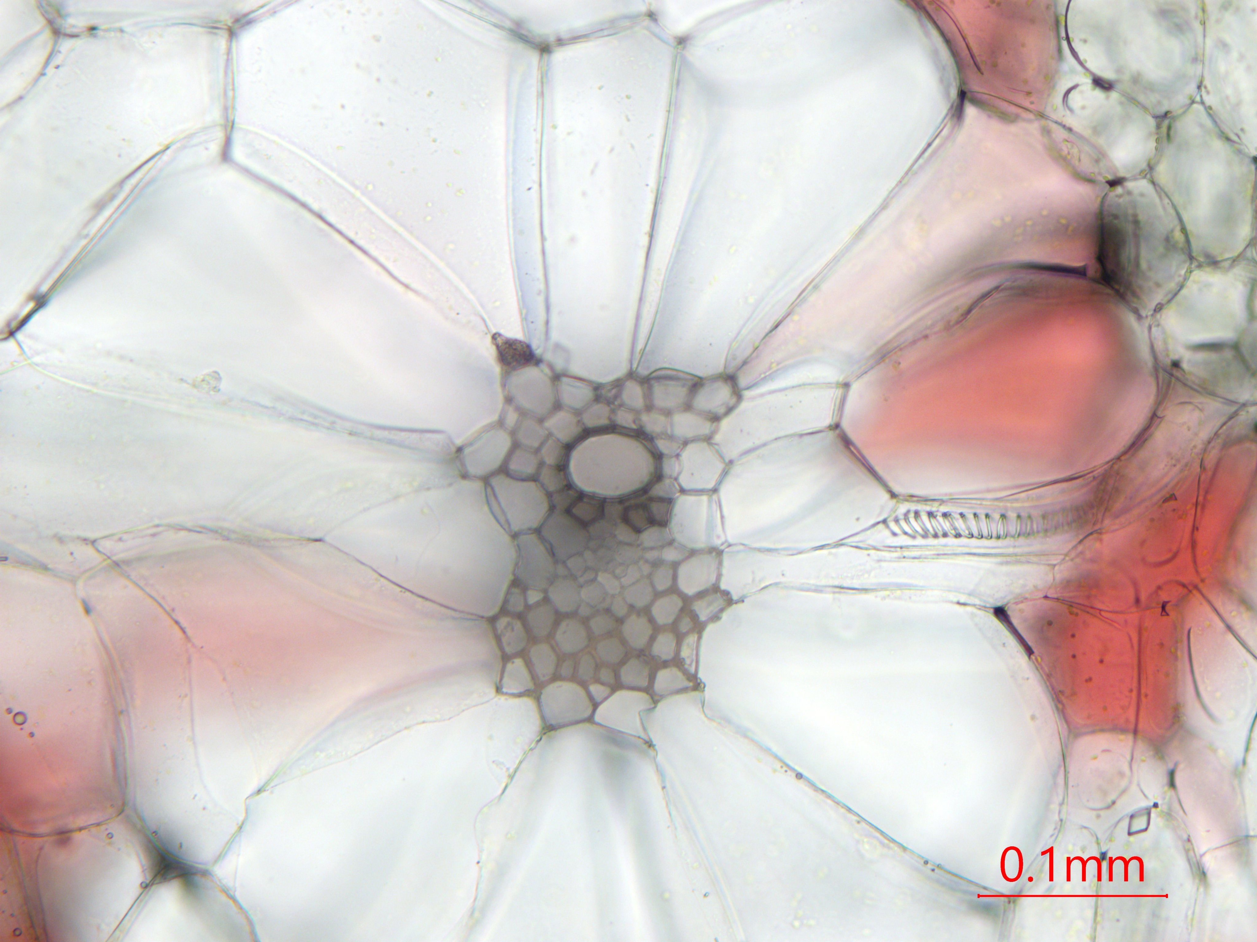植物顕微鏡写真 趣味 ミョウガ Zingiber Mioga 花穂 最外苞葉横断面 良い感じに維管束同士が横方向に繋がっている所が切れました 維管束鞘細胞がやたらとデカいですね T Co 6wdjrruowd Twitter