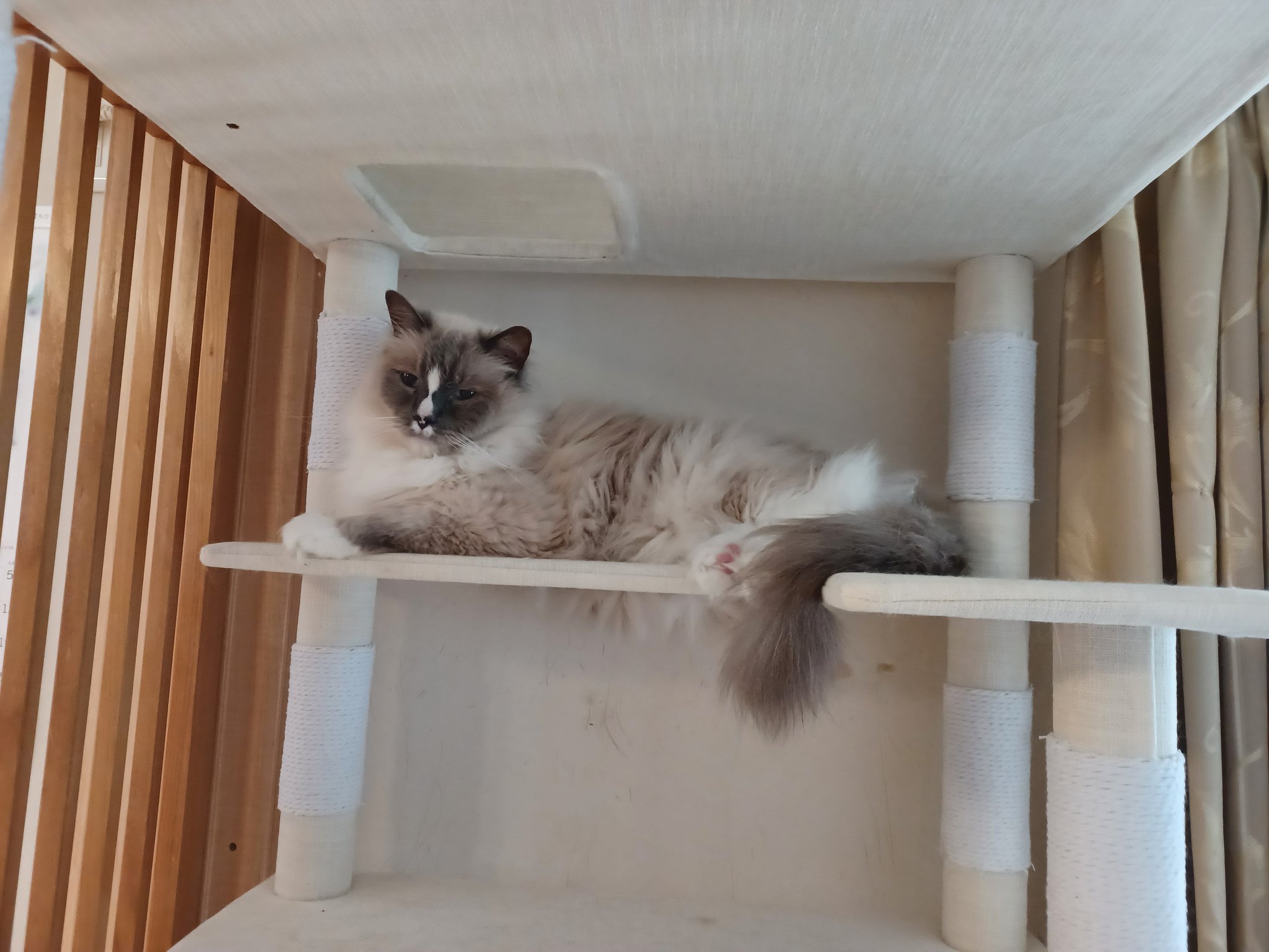 寝ても覚めても猫ぐらし 今日の猫俳句 タワー登る 登らない猫 梅雨に入る 新調したキャットタワーにゆずが乗っていました ありがとうね 猫にとって新しいものがいいわけではないのはわかります 人間の都合だと思います T Co 4h19a1xb4v