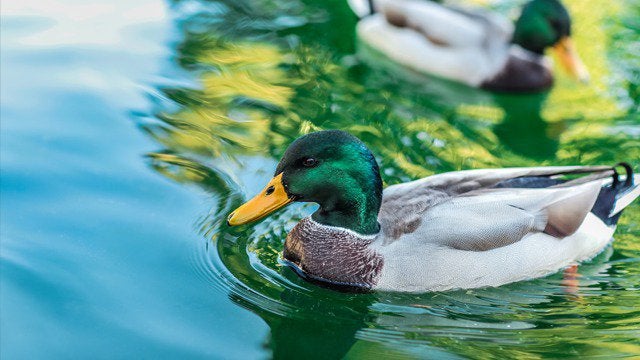 #science #STEM Researchers have trained male ferrets to detect a specific odor signature in feces from ducks infected with low pathogenic avian influenza A virus (LPAI). The study was published in PLoS ONE. reddit.com/r/science/comm…