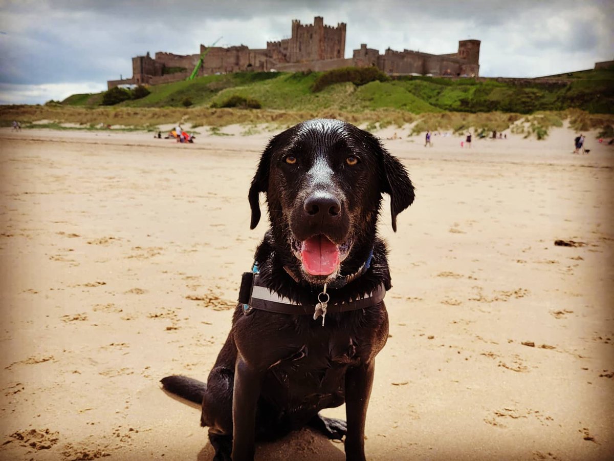 blacklabs10's tweet photo. @Bamburgh_Castle Amazing beach #bamburghcastle #blacklab #beachlife #dogsoftwitter #dogsofinstagram https://t.co/2FTWqe1Sg2