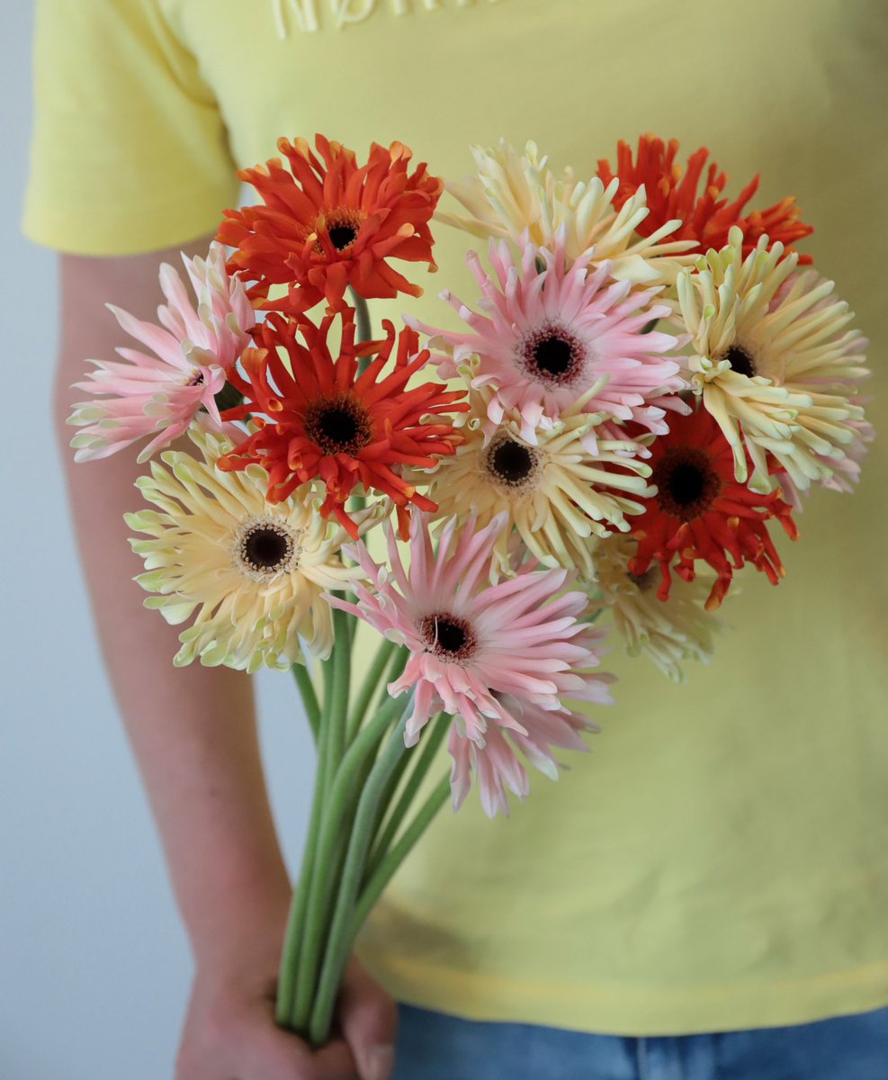 GERBERA 💛
Look at these one of a kind beauty’s.. We have an amazing stock of Gerbera’s, check it out! 

#hoekflowers #flowers #flowerpower #freshflowers #yellow #ukflowers #florists #floristry #hkflowershop #blumenliebe #fiori  #floristlife #bouquetinspiration #floral