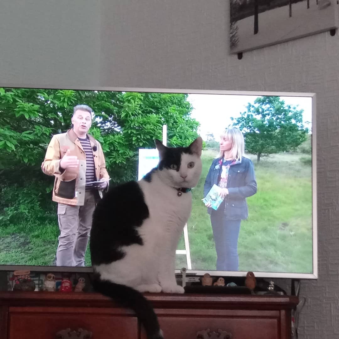 Last week, whilst watching <a href="/BBCSpringwatch/">BBC Springwatch</a>, one of our cats was rather interested and thinks he could be a good presenter alongside <a href="/ChrisGPackham/">Chris Packham</a> and <a href="/michaelastracha/">Michaela Strachan</a> 🤔
I imagine the sounds of nature peaked his interest. Glad the TV survived 😁

#bbcspringwatch #cats