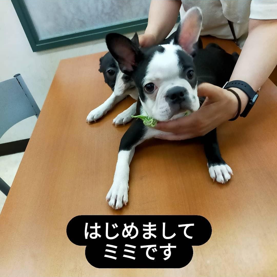 そらとミミと飼い主 M R Factory シエロブリュ 我が家に新しく家族が増えました 名前はミミです 仲良くしてくださいね ボストンテリアパピー ボストンテリアミミ ボストンテリア ブリュッセルグリフォン 元 ビーグル Dogstagram Bostagram