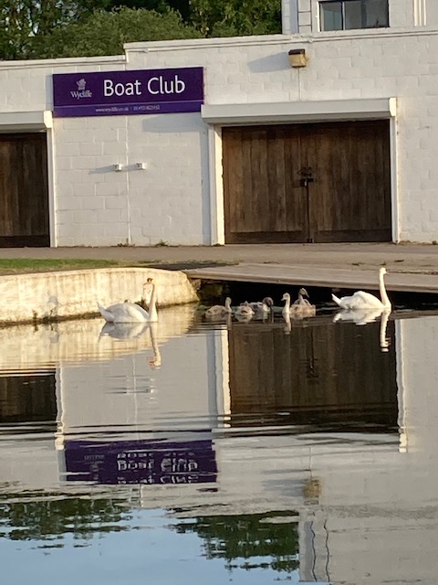 WycliffeCollege's tweet photo. Swans on the canal outside the Wycliffe Boathouse at 6am this morning, taken by a passing parent #rowing #schoolsrowing #sauljunction https://t.co/O5AETSMpYy
