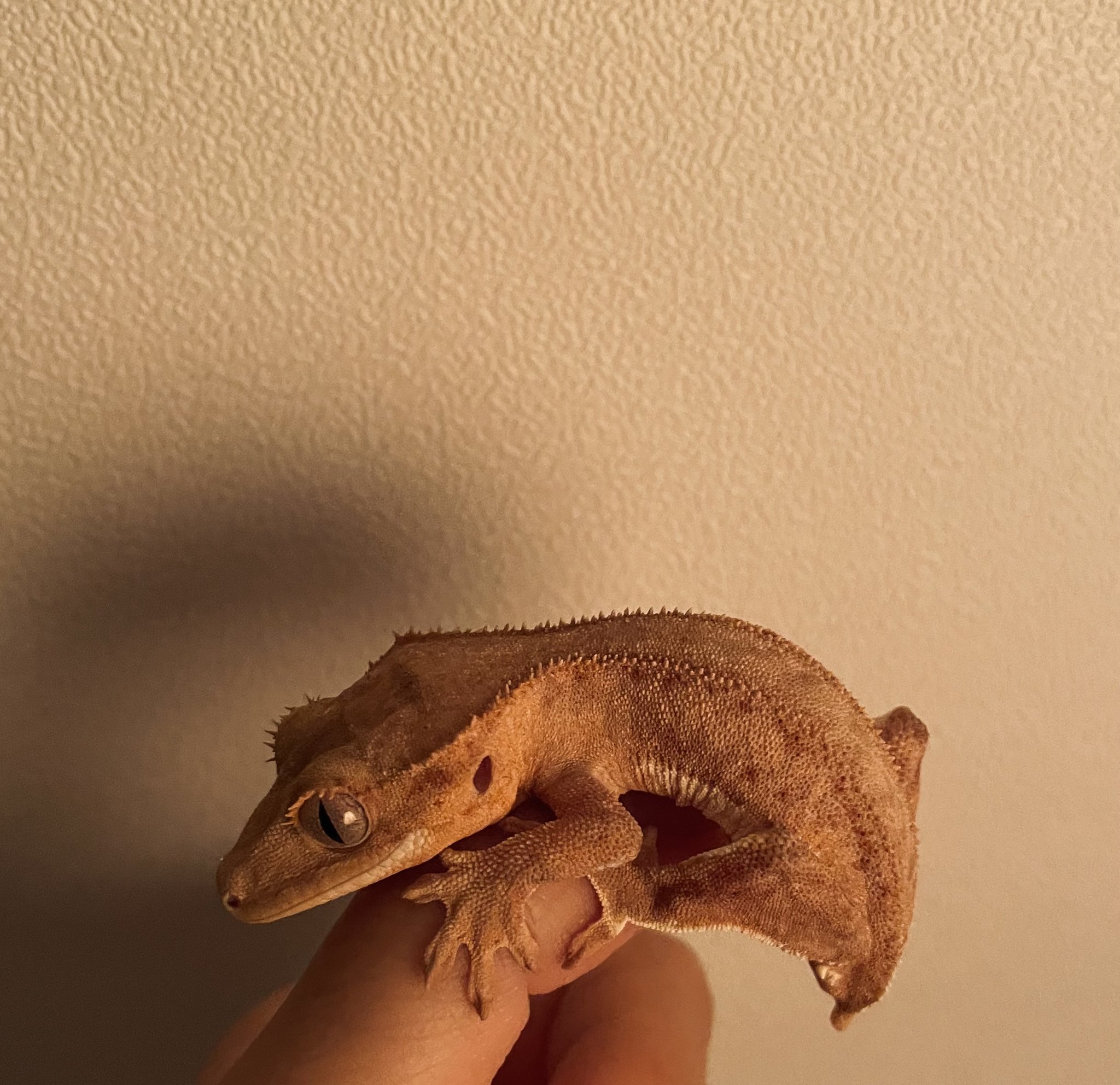 MY UNION | aespa on Twitter: "#NINGNING's Ddong-ie ♥🦎 #aespa  @aespa_official… "