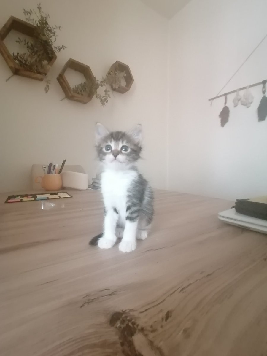 Cansubulutc's tweet photo. ACİL YUVA
3 yavrumuz kaldı, biraz daha yardımınıza ihtiyacım var :)
1i erkek 2si dişidir.
Lütfen bu güzel bebekleri evinize alın ve çok mutlu olun!
İSTANBUL- Üsküdar https://t.co/nwPeYzgPfb