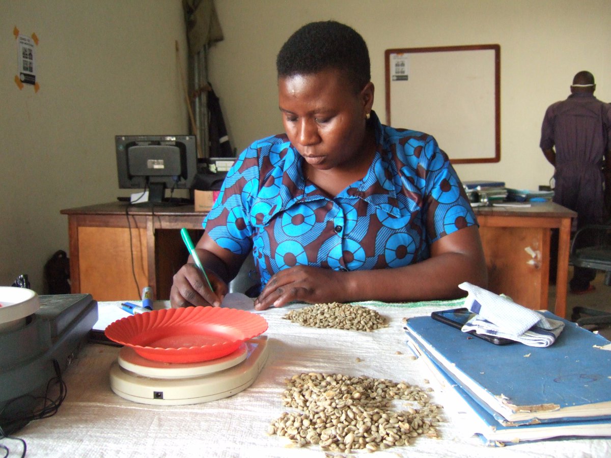 Mt Elgon Agroforestry Communities Coop Ltd tweet media