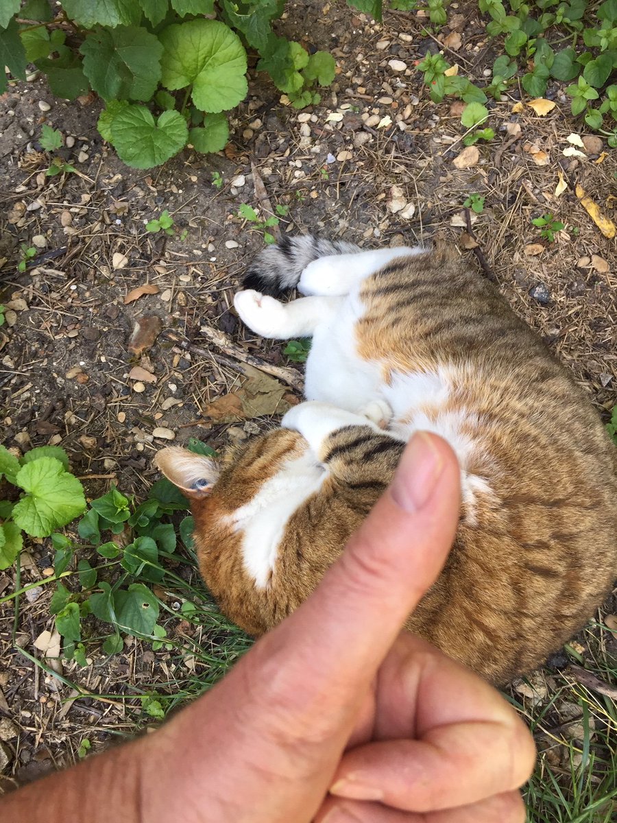cedricmoretau's tweet photo. Mon chat au bord de la crise nerf en attendant les pitch  @earthprotectorr @greenlytech1 @ecowareapp @UtopiaWorld7 @ReFoodMe1 @2021charitos @MathildeFerre12 @therapiness_ @togother_psb @savefood21 @natura_go @curiocity2021 @farmfromhome2021 @Lavieenvert8
 #psbhack2021 #chat https://t.co/7AWa5VRYy6