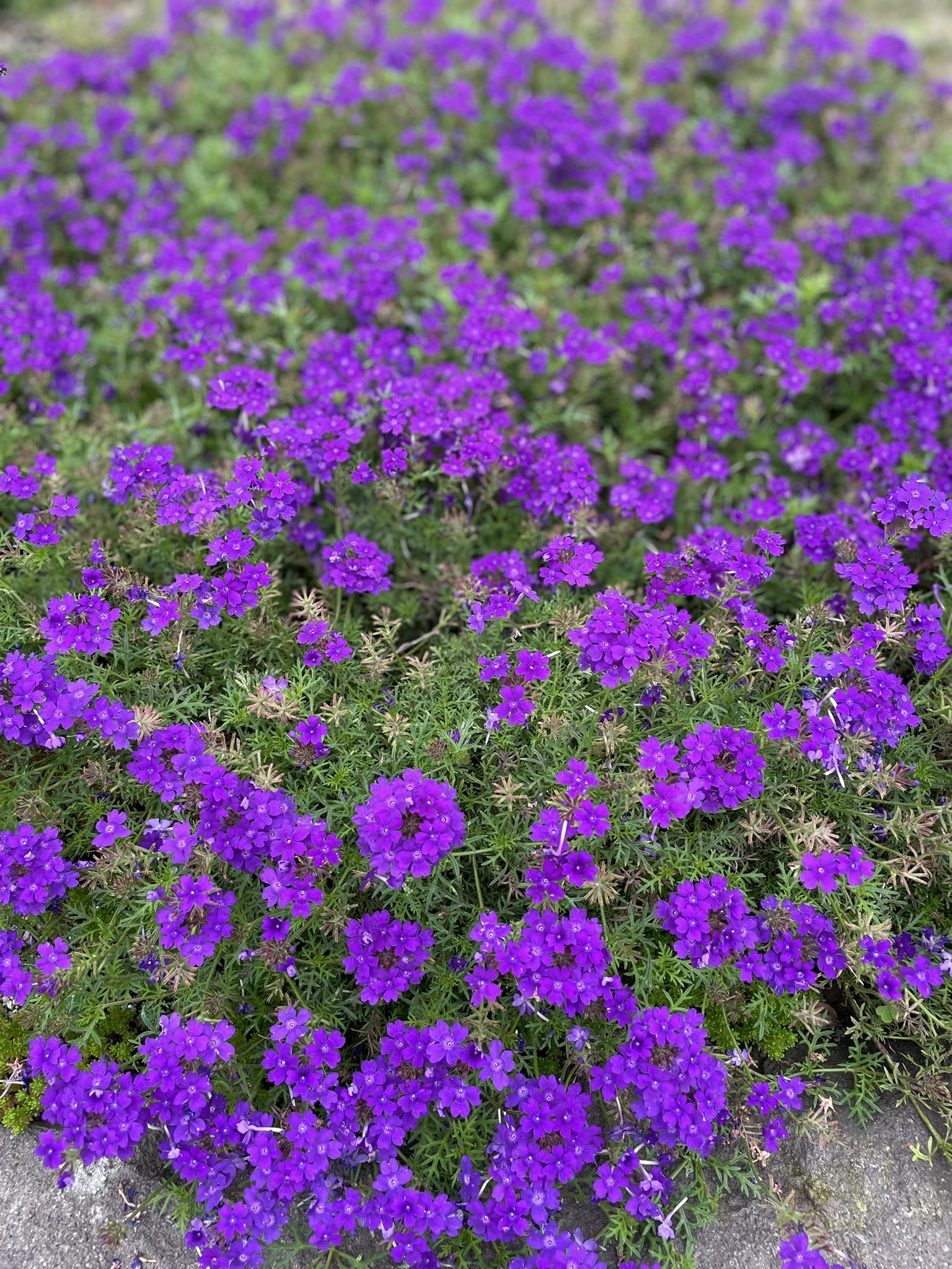 テンイチ 庭のタピアン 白と紫は綺麗に育った この季節のタピアンは 本当に綺麗 冬場はちょっとあれだけど 越冬してくれるし 優秀なグランドカバー タピアン グランドカバー T Co V47lp67m7o Twitter