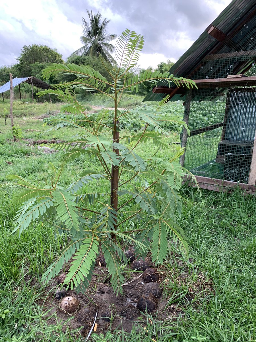 FreshWayAgro's tweet photo. Sesbania grandiflora, commonly known as vegetable hummingbird, West Indian pea, agati, or katurai, is a small tree in the genus Sesbania in the legume family. It has edible flowers and leaves commonly eaten in the Southeast Asia and South Asia. 

#kathurumurunga #organicfarming https://t.co/t7SJUIjEmd