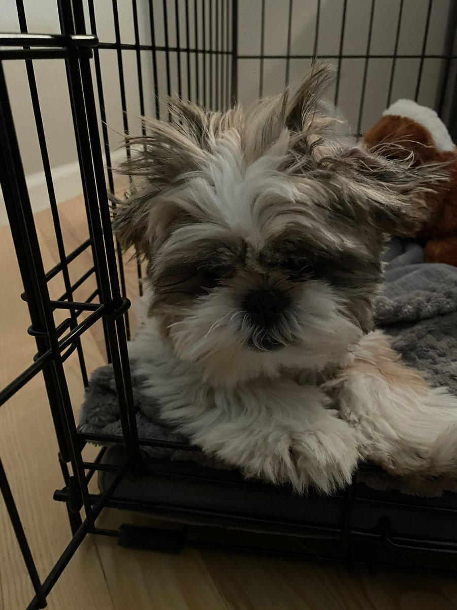 Lady Lenni and I are so grateful for the care we (both) receive from our amazing vet #EarsToVets