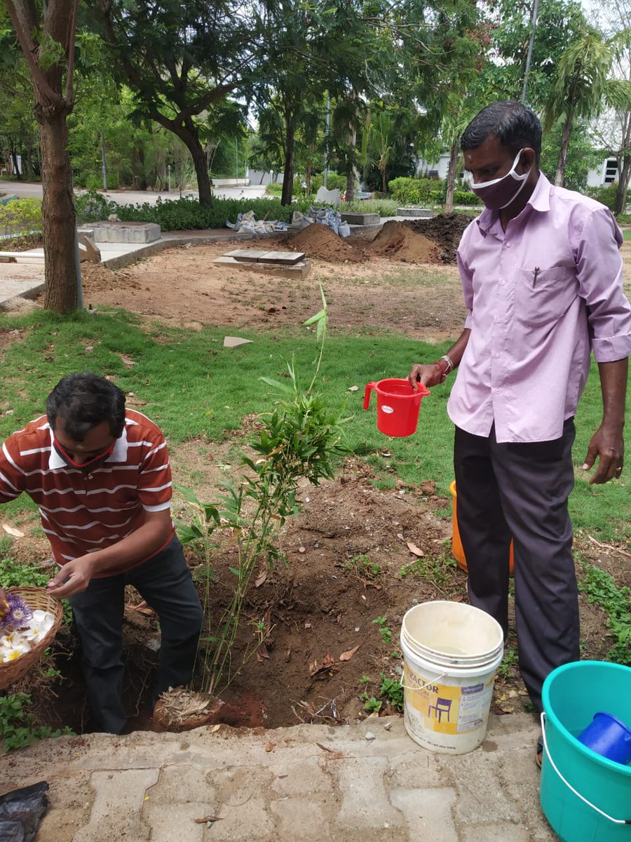 In our endeavour to enhance the 'green' on our #LEEDPlatinum rated campus, our admin. teams have planted '#BheemaBamboo' saplings across the campus pathways. Everyday, we inch forward to a more carbon-neutral and oxygen rich campus. #LEEDPlatinum #environment #greeninfrastructure