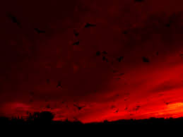 bionicanadian's tweet image. #vssDreams 
Chaos approaches with her
Nightfall lover said the future is set
in a madhouse prophecy of destruction
scarlet skies will flame and burn
and love will keep falling 
until the last star
passes through the veil
and forever sleeps...