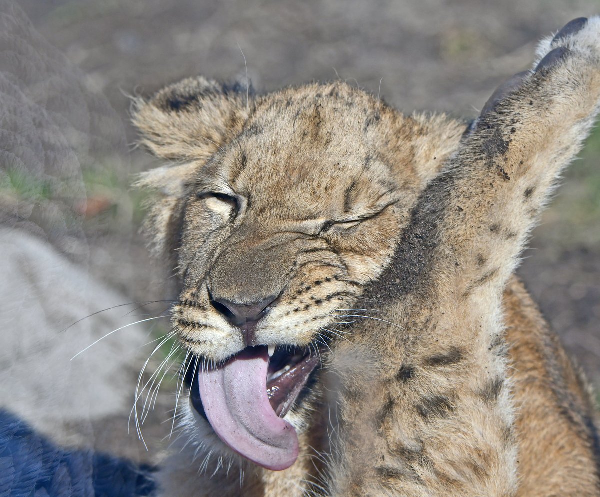 detroitzoo's tweet photo. #TongueOutTuesday to the max!

#DetroitZoo #lion #Binti https://t.co/UIqyJcyYVb