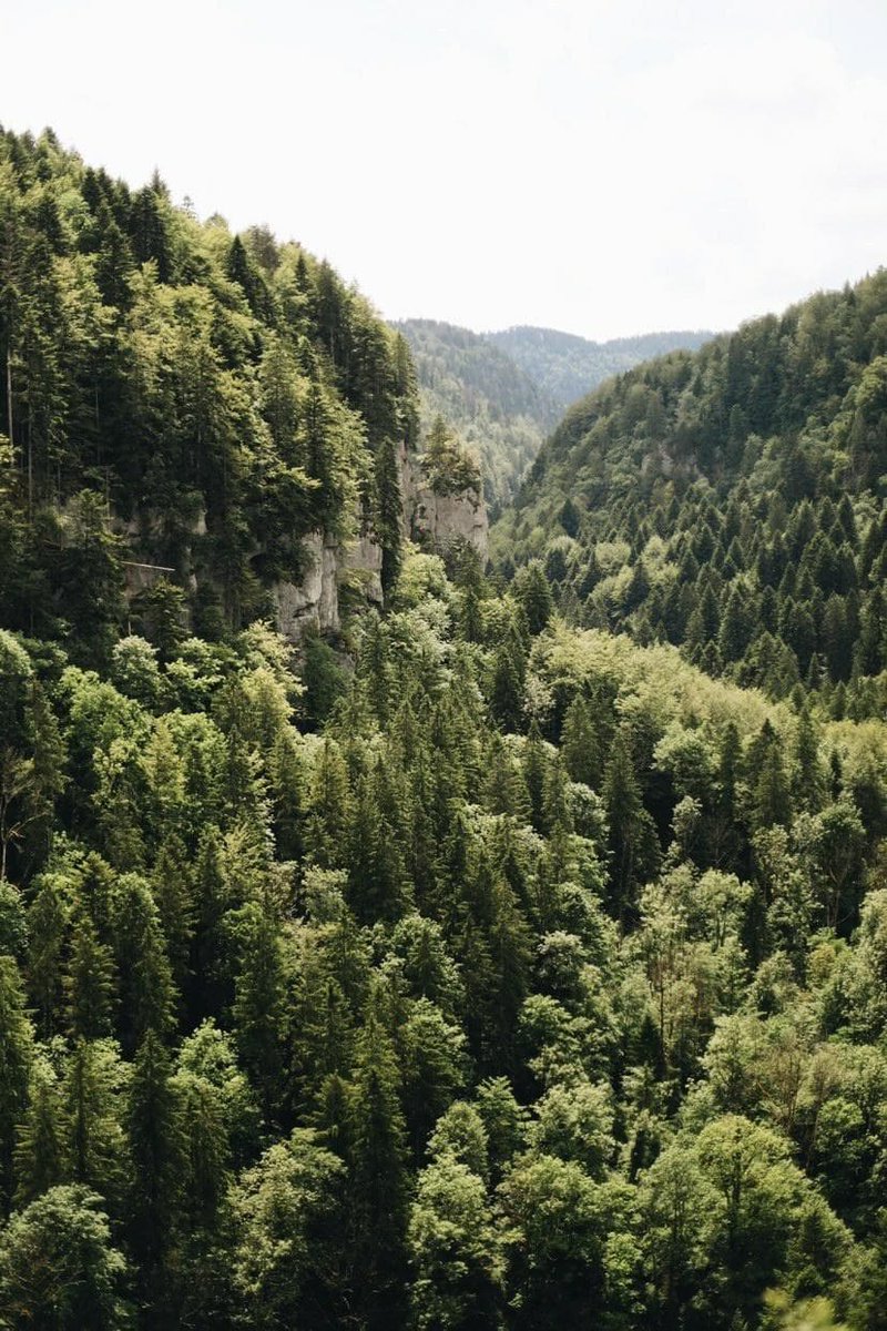 BFC_Tourisme's tweet image. #MontagnesduJura accueille depuis quelques jours la blogueuse Amélie Blondiaux @hellolaroux qui réalise l'intégralité de la #GTJ à pied. 16j et plus de 400km à parcourir de Mandeure à Culoz.🥾😍
📸 Amélie Blondiaux