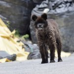 謎の生物発見!「国道118号線福島県天栄村鳳坂峠」くま？いぬ？