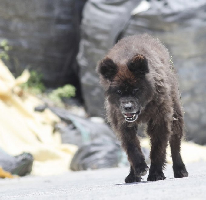 正体判明 福島県の路上で発見されたumaのような奇妙な動物 これは一体何 犬なのか熊なのか で意見割れる 追記あり Togetter 正体判明 福島県の路上で発見されたumaのような奇妙な動物 これは一体何 犬なのか熊なのか で意見割れる 追記あり Togetter
