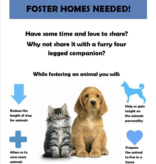 It’s #nationalfosterapetmonth and we’re looking for more volunteers to join our team! 🐶🐱 Fostering is a great volunteer opportunity for families. We supply everything you need & your job is to provide the love. 💙 If interested in making a difference, email foster@daws.org. 🐾