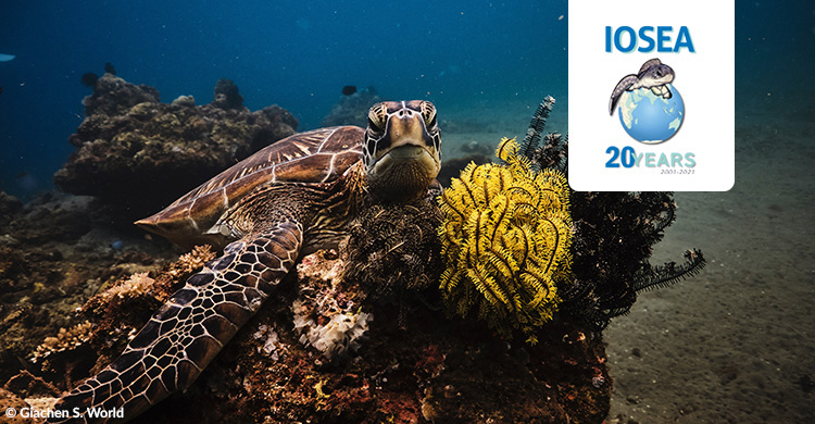 BonnConvention's tweet image. 🔔COMING UP: #WorldSeaTurtleDay &amp;amp; IOSEA MOU 20th Anniversary 16 &amp;amp; 19 June

Take a virtual tour around the #CMS_IOSEA 🐢region in celebration of the 20th Anniversary of the MOU:

📅16 &amp;amp; 19 June

🔗cms.int/iosea-turtles/…