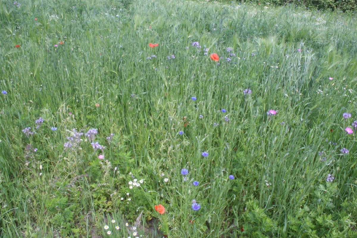 Ploegdriever (@ploegdrieveranv) on Twitter photo 5 km linten van bij boeren ingezaaide bloemrijke akkerranden sieren het landschap langs paden en wegen in Groesbeek en Duffelt <a href="/bergendalgem/">Gemeente Berg en Dal</a>. De spontaan opgeslagen exotische Phacelia wordt vervangen door inheemse autochtone Korenbloem, Grote klaproos, Bolderik en Gele ganzebloem 5 km linten van bij boeren ingezaaide bloemrijke akkerranden sieren het landschap langs paden en wegen in Groesbeek en Duffelt <a href="/bergendalgem/">Gemeente Berg en Dal</a>. De spontaan opgeslagen exotische Phacelia wordt vervangen door inheemse autochtone Korenbloem, Grote klaproos, Bolderik en Gele ganzebloem