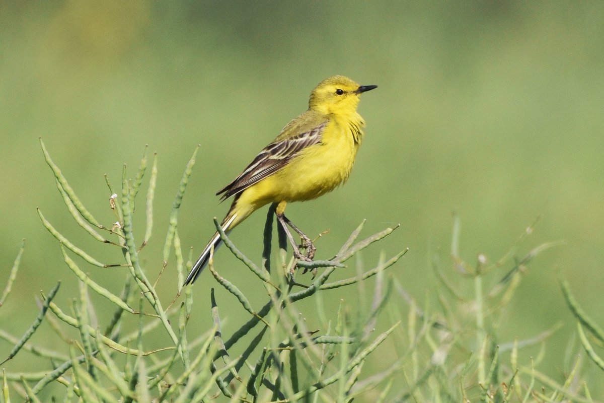 Nothing like a #YellowWagtail to brighten up your day.

#birds #wildlifephotography #wildlife #birdlife #NaturePhotography #nature #TwitterNatureCommunity #britishwildlife #BirdsSeenIn2021 #365DaysWild #yellowbird #wagtail #ThePhotoHour