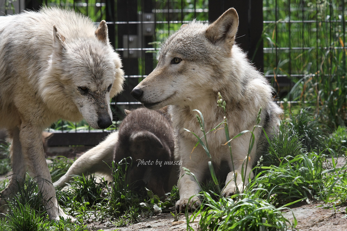 狼額 いつまでおやすみ Wolfs Forehead Twitter