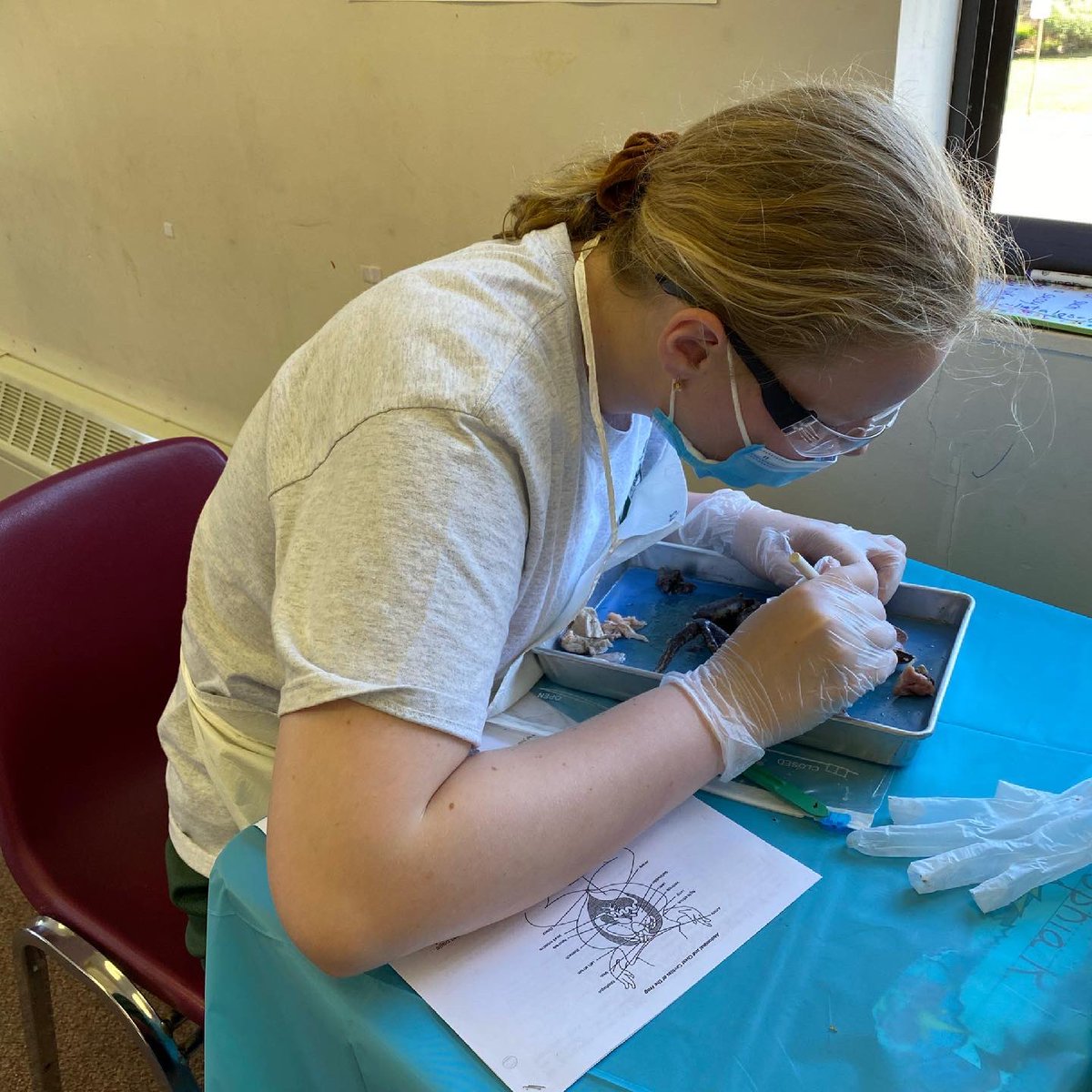 TransfigCS10591's tweet photo. Our 7th graders spent the morning learning about the anatomy of frogs. They all agreed that this was an amazing day! #7thGradeScience #HandsonLearning #BeTransformedatTransfig https://t.co/8ax2Fd81VH