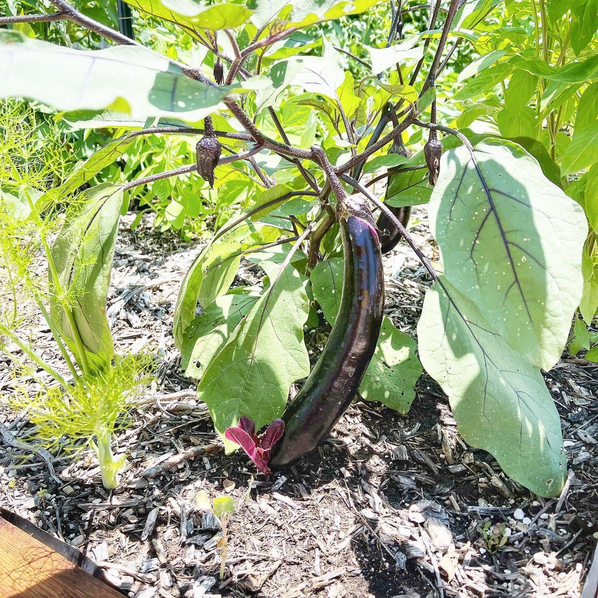 My first eggplant is now producing! 🍆 Seems like things are growing now in the garden & soon will be ready to create new recipes on our channel☺️ #eggplant 
#urbangardening #Raisedbedgardening #backyardgarden #cleanfood #texasgardening #gardening #vegetablegarden #homegrownfood