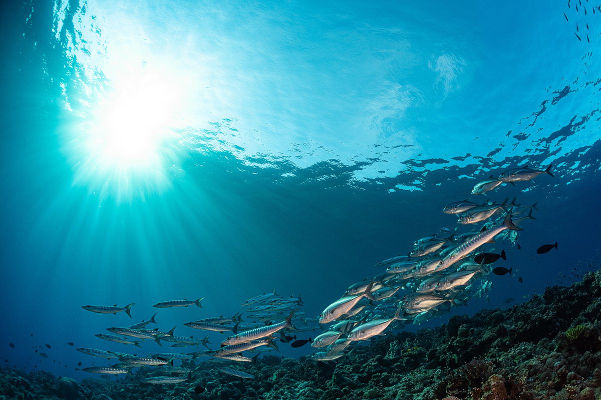 riadmeddeb's tweet photo. There are 11.5 million inhabitants in the Pacific #SIDS🏝️, managing more than 19 million km2 of #EEZ. How do governments sustainably manage and preserve this space?

Read about #Fiji's 🇫🇯 strategy in our latest bulletin! 👉 https://t.co/E57gD5KSX8

#UNDP4SIDS #RisingUpForSIDS https://t.co/95SC5yoKs5