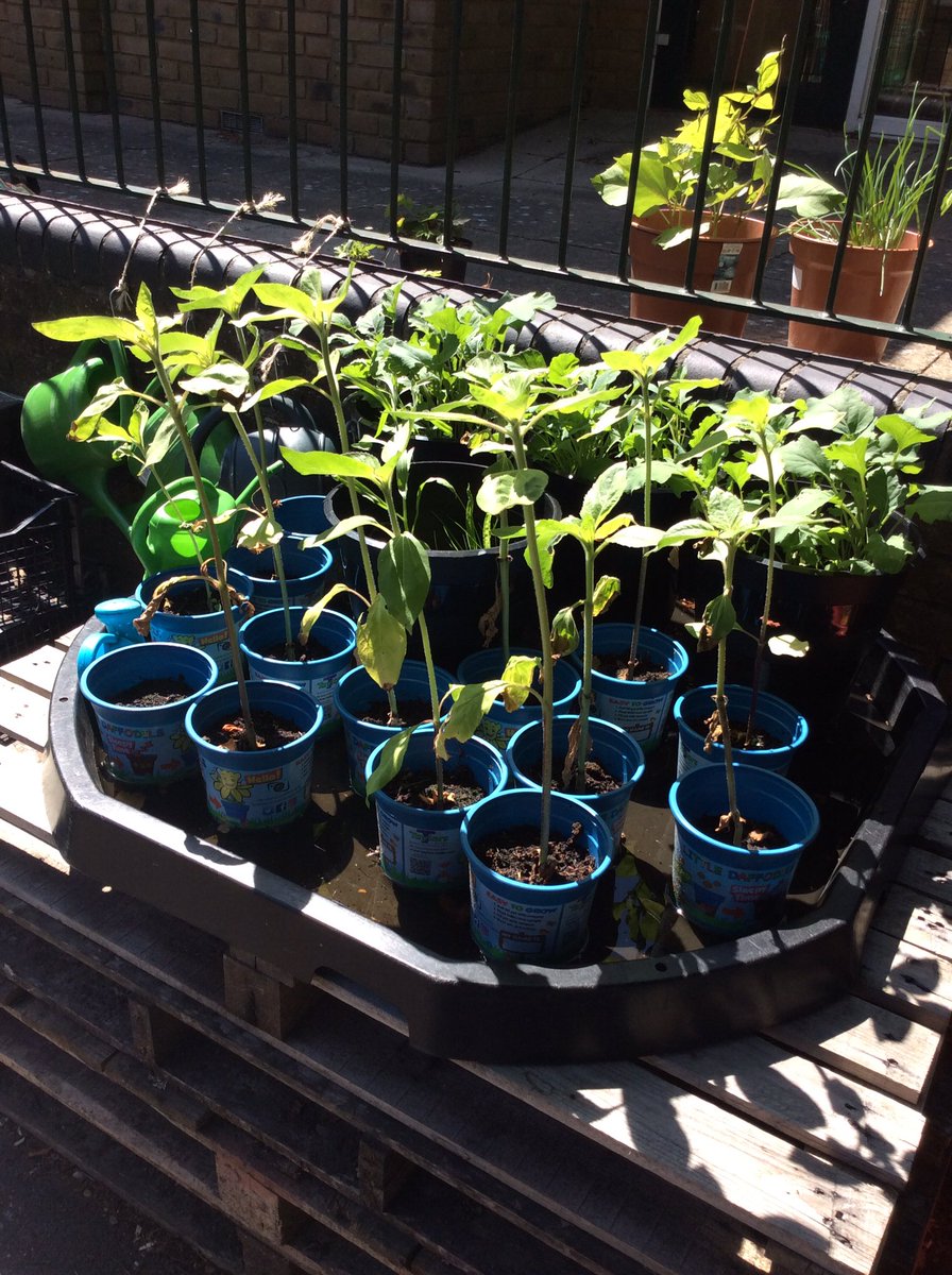 Growing so tall  🌻 thank you Groves Nursery