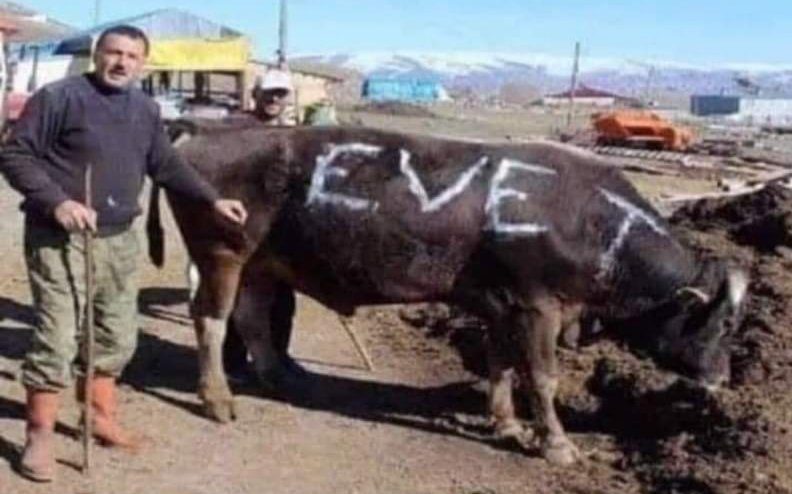 Dün EVET diye öküze yazı yazanlar.
Bu gün Yem Alamıyor.