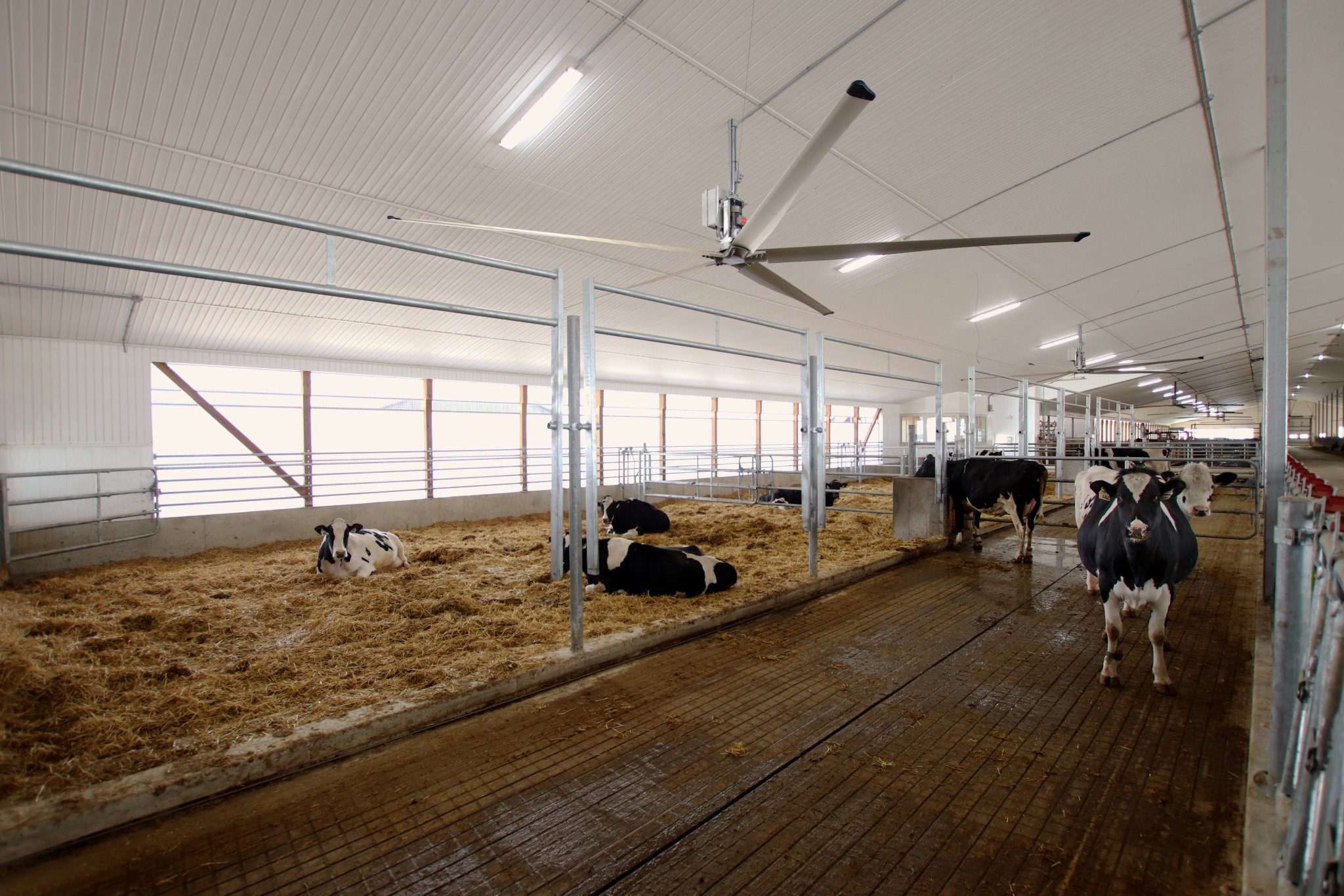 DLS on Twitter "3/4 Cows have recently moved into the new barn
