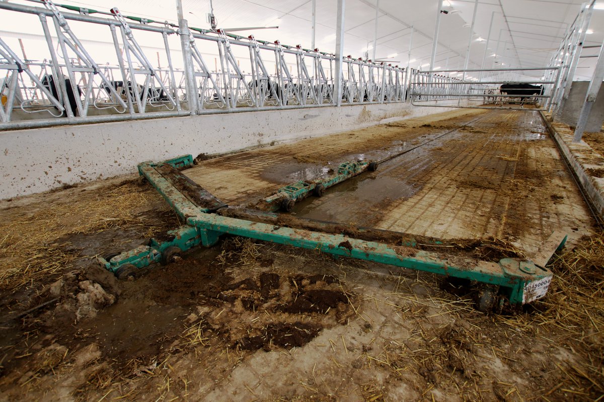 DLS on Twitter "3/4 Cows have recently moved into the new barn