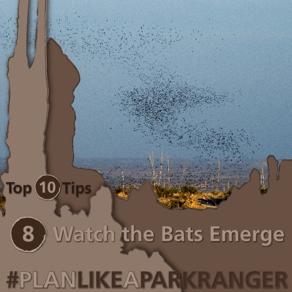 CavernsNPS's tweet photo. Watch the Bats Emerge!

Watch a colony of Brazilian free-tail bats emerge from the cave. Ask on the day of your visit for current bat flight information.

For all ten tips, visit https://t.co/rn7U9fGpEg.

📷 NPS / Peter Jones

#CarlsbadCaverns #PlanLikeAParkRanger  #TopTenTips https://t.co/k5d8gcYhLA
