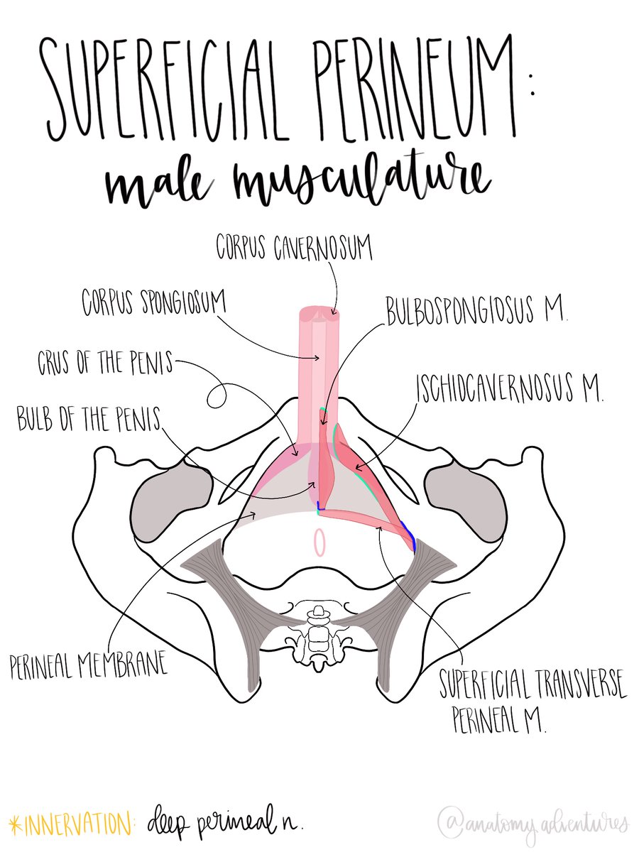 rodsquadpod's tweet photo. Superficial perineum male musculature drawn by my school’s anatomy fellow @anat_adventures Follow her IG:@anatomyadventures! #uroanatomy #urology #anatomy #anatomyart #anatomystudy #drawing #sketch #art #humananatomy https://t.co/EhKjO9Dtvz