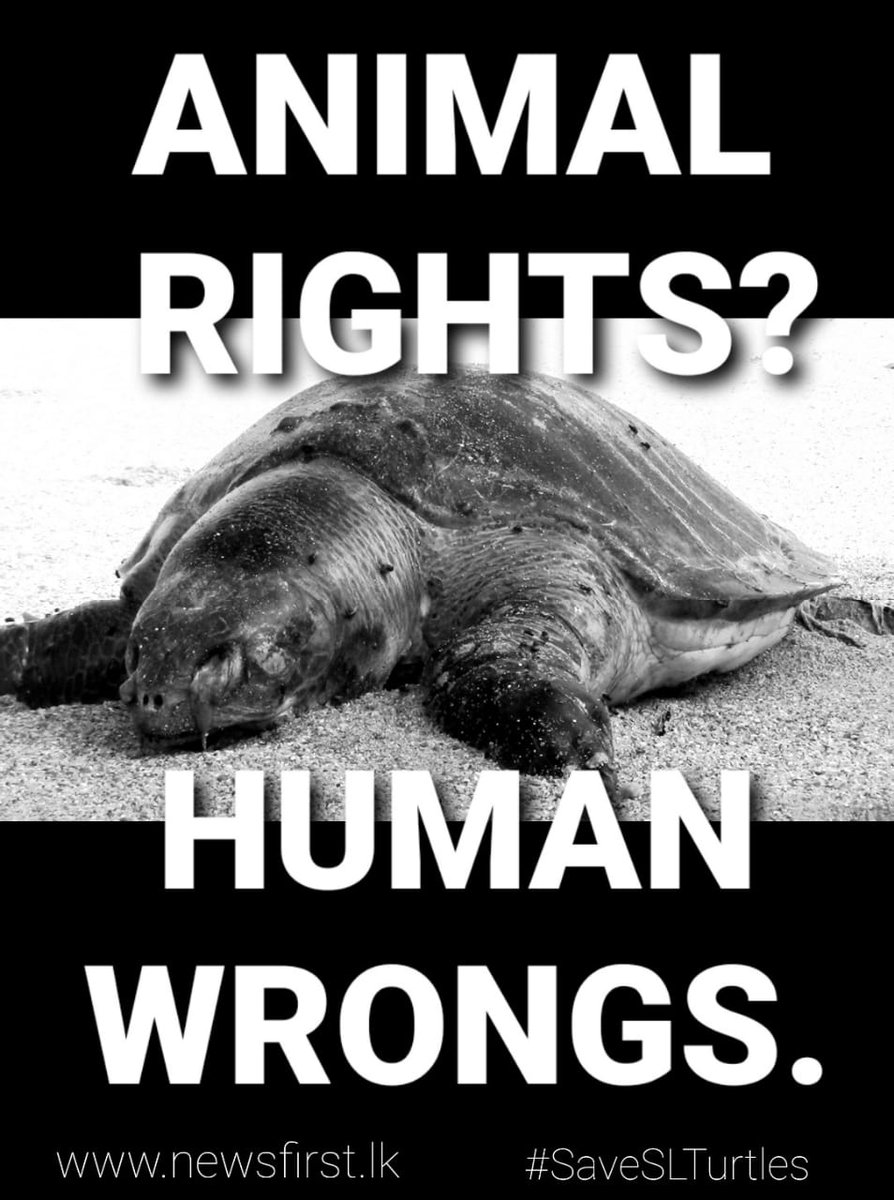 ChathurangaHapu's tweet photo. The Sea of Sri Lanka faces its biggest challenge yet. Endangered marine species washing up ashore, dead. 

The ocean and its sinless creatures, in anguish suffering an undeserved fate. 

#SaveSLTurtles #SriLanka #SOS #lka #News1st 

@ChevaanDaniel @AthaudaDasuni @Jayamal_Rath https://t.co/Xr1LhUZ6wP