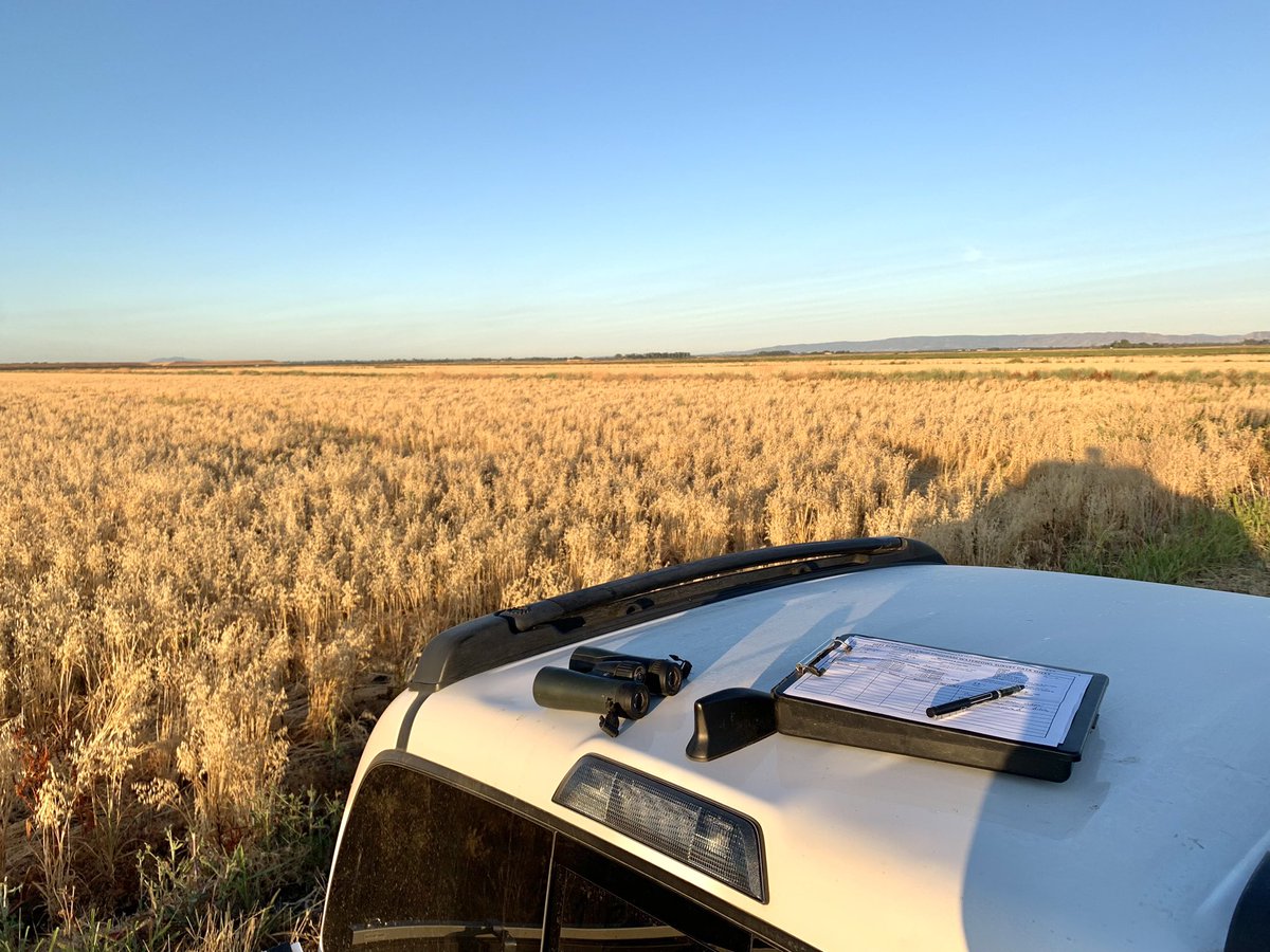 LukeMat91's tweet image. The back of the truck makes for the best survey locations when you work in a flat landscape.