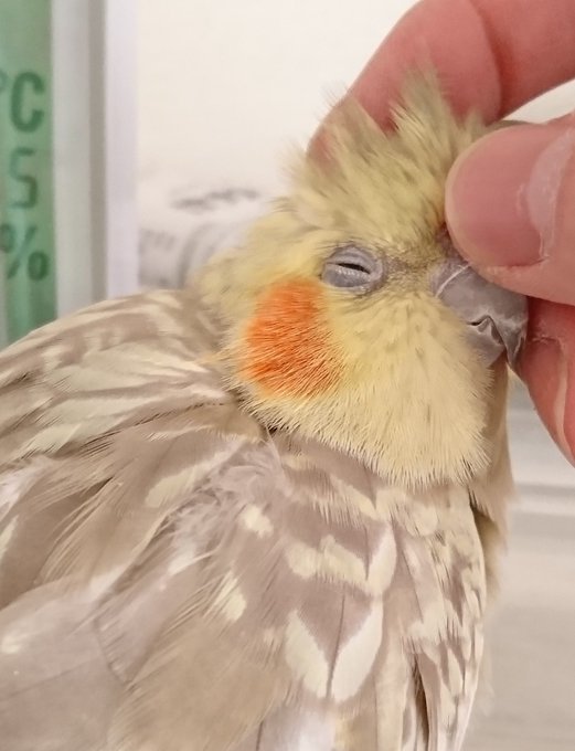 インコ 高画質 のtwitterイラスト検索結果 古い順
