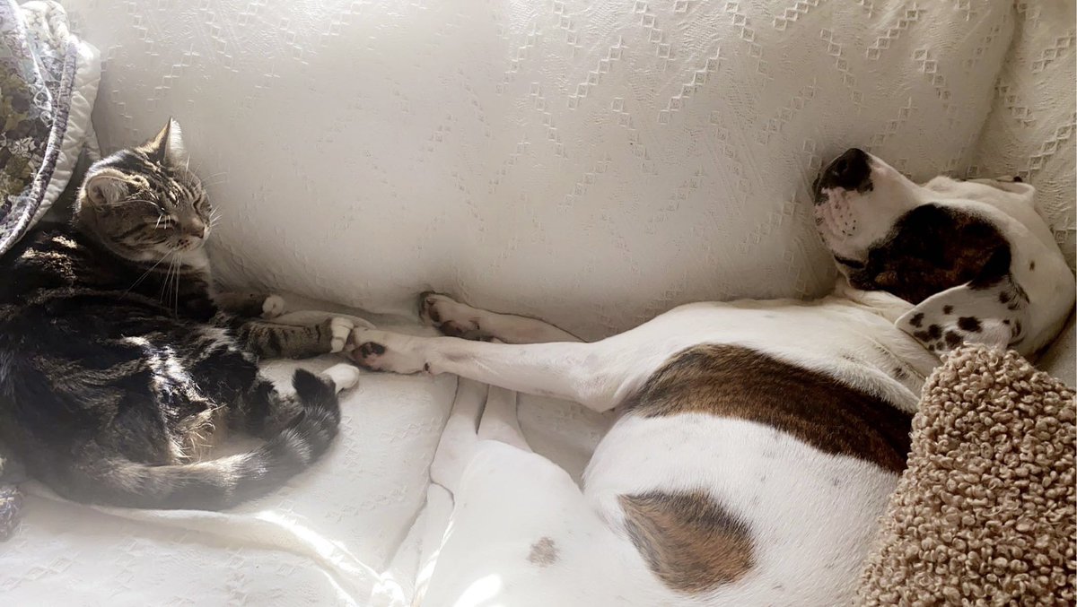 c8cook's tweet image. 