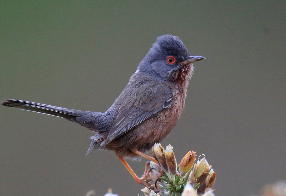 LillingtonTerry's tweet photo. Dartford Warbler https://t.co/J4YccEkPol