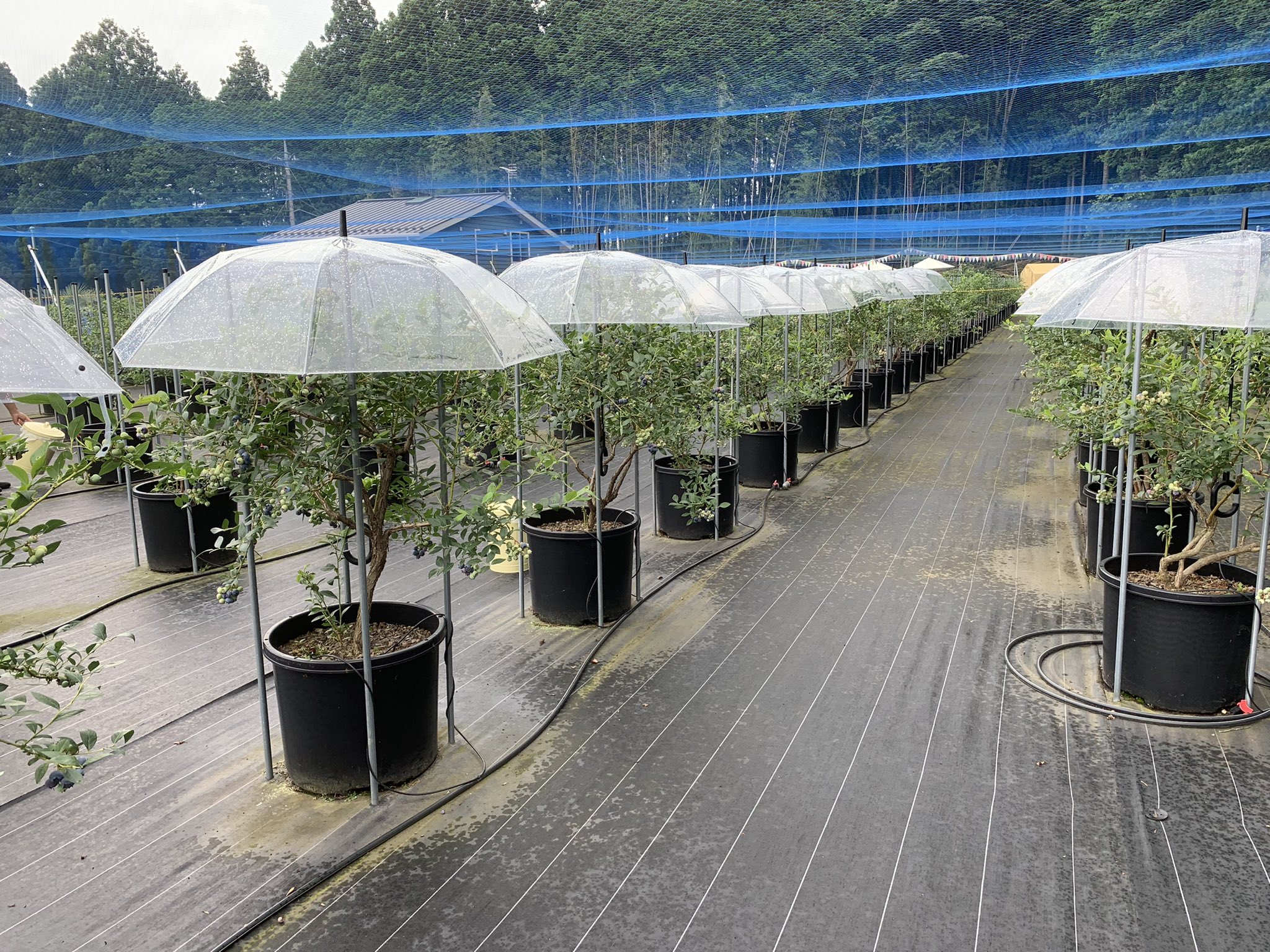 ブルーベリー成長中 Blueberry Farm Ueki 栃木県矢板市 Farmueki Twitter