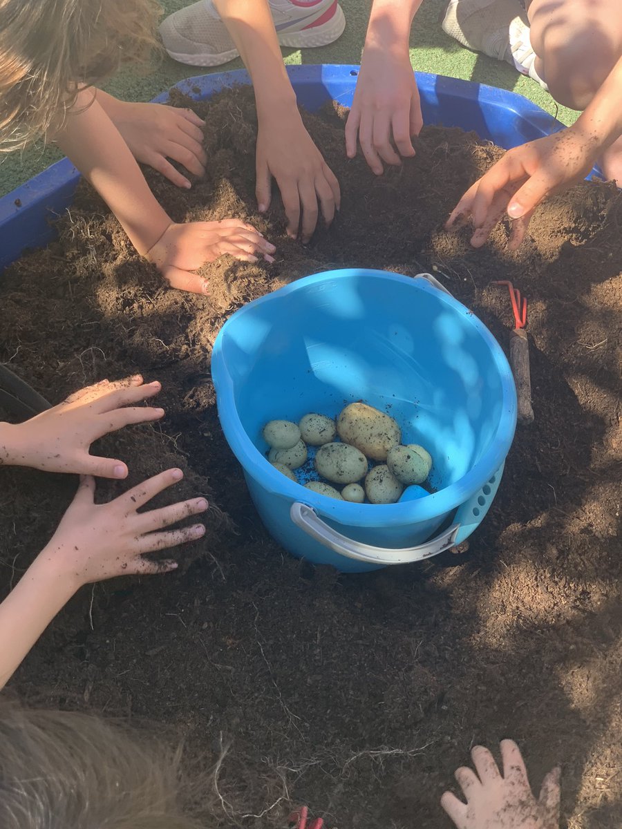 HouseChildrens's tweet photo. The children loved digging up the potatoes they planted earlier in the year! 🥔 #growyourownpotatoes #childrenshouseschool #islingtonschools https://t.co/B3iCSMtXPb